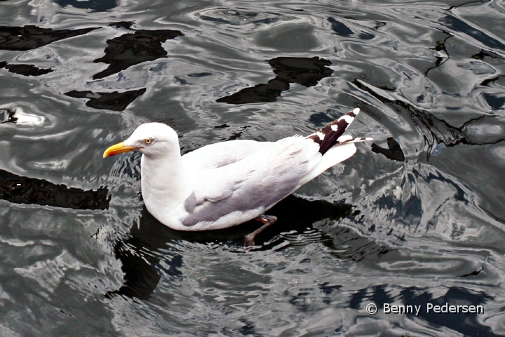 Solvmage 1.jpg - Sølvmåge (Larus argentatus)
